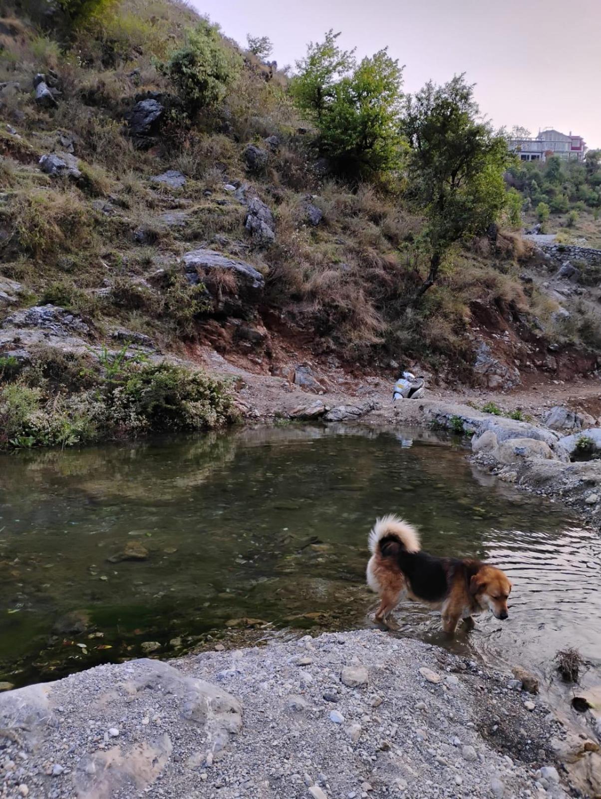 Rivulet Resort & Camping Mussoorie Exterior foto